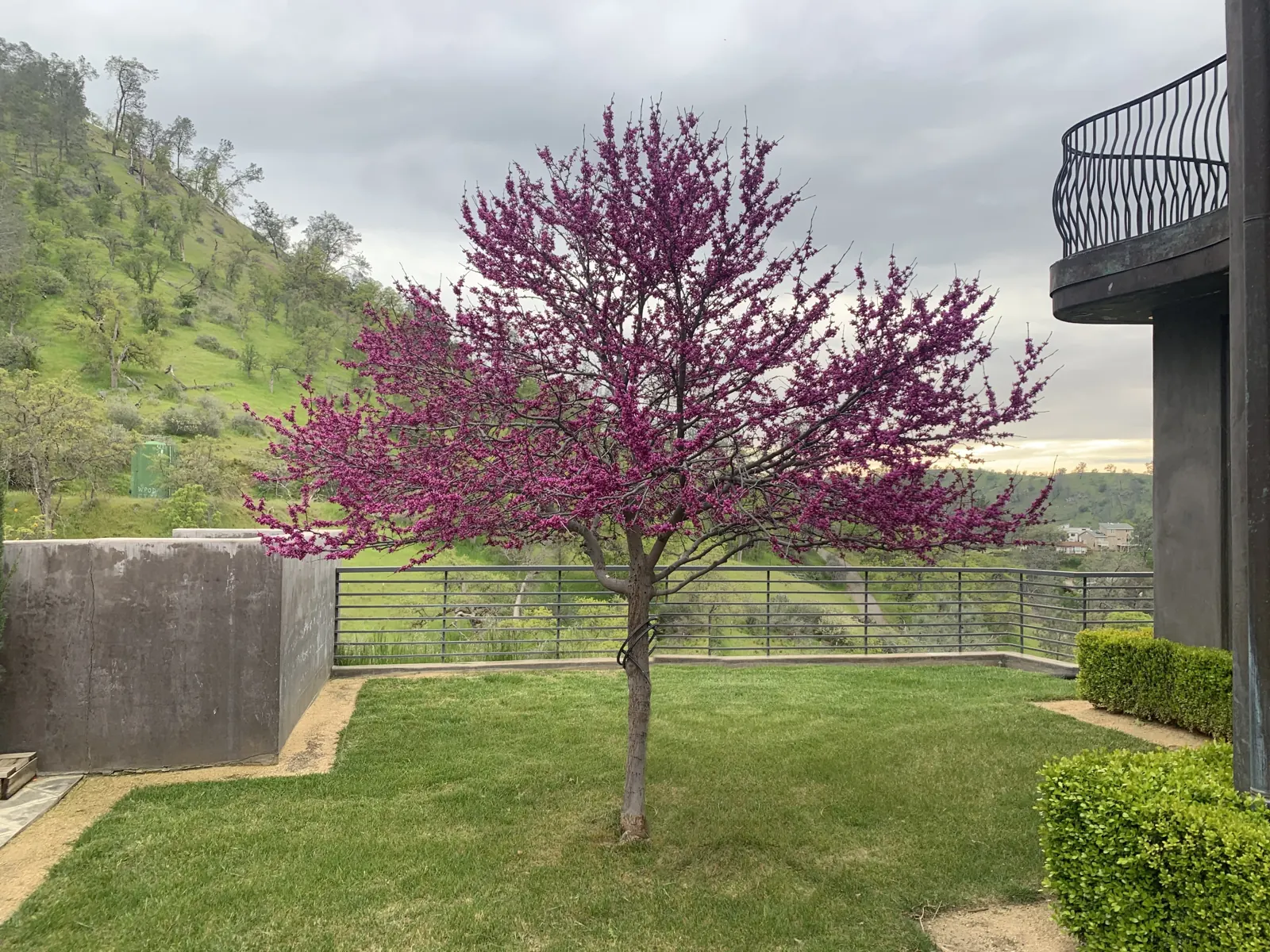 Redbud tree in spring bloom on the side lawn above green hills